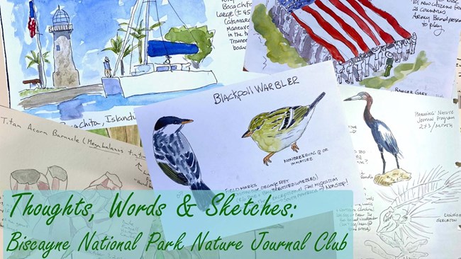 A collage of artistic nature journaling projects