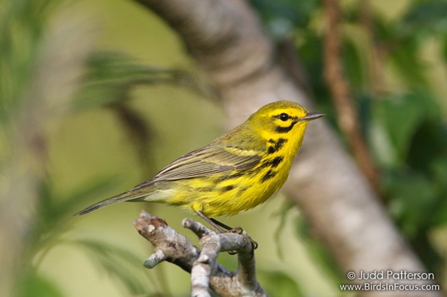 Prairie Warbler