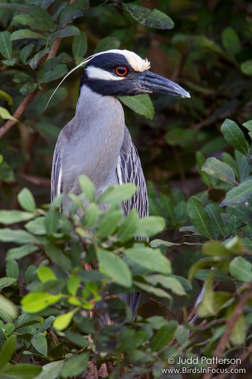 Yellow-crowned Night Heron