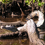 American crocodile American crocodile