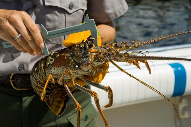 A lobster is held while a person measures the carapace