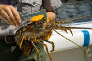 Lobstering Biscayne National Park U S National Park Service 
