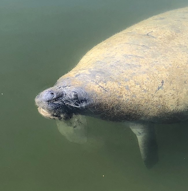 Manatee with boat propeller scars on his back poking his nose out of the water