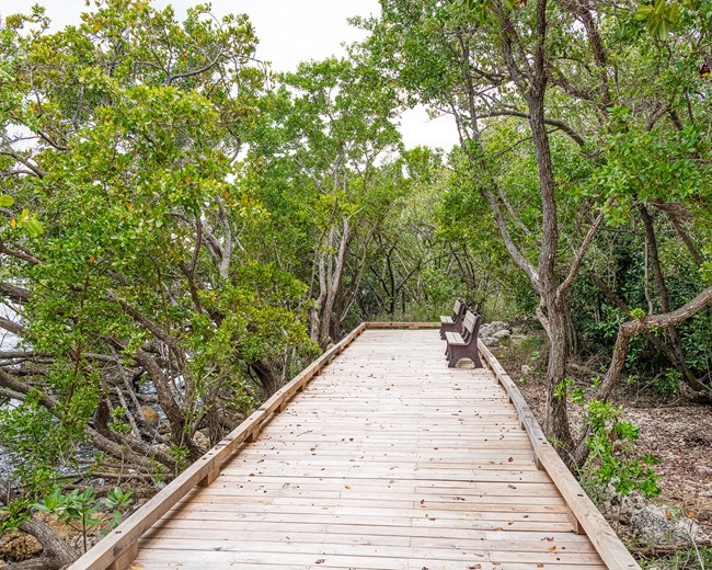 Benches along the west end of the Jetty Walk are lined with mangroves