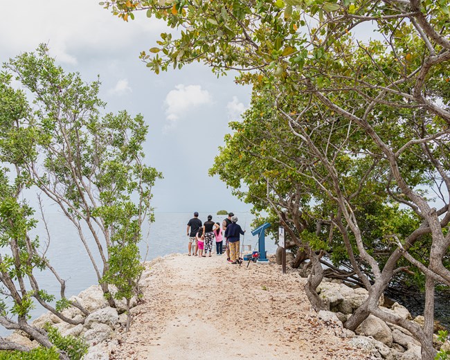 A gravel path is displayed lined by mangrove trees and visitors
