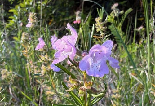purple flowers in a field