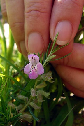 Rosemary Rosemary