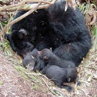 Black bear and cubs at den site.