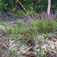 Vegetation growing on a sandstone ridge top