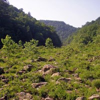 River cobble bar with summer vegetation.