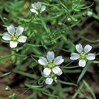 Cumberland sandwort thrives in certain rockshelters.