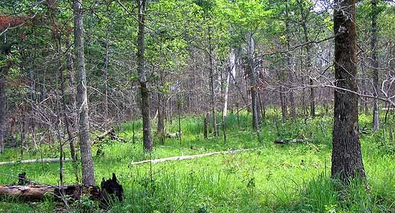 Grassy-oak forest.