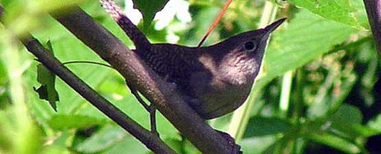 House wren is one of over 170 species of birds which can be observed in Big South Fork.