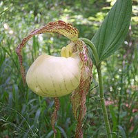 Kentucky Lady-slipper