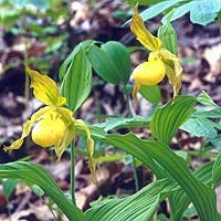 Yellow Lady-slipper.