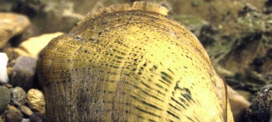 Cumberlandian combshell, one of five Threatened and Endangered mussels found in the Big South Fork River.