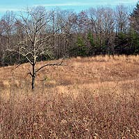 Old field in grass located in park.