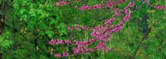 Redbud in bloom against the dark greens of spring foliage.