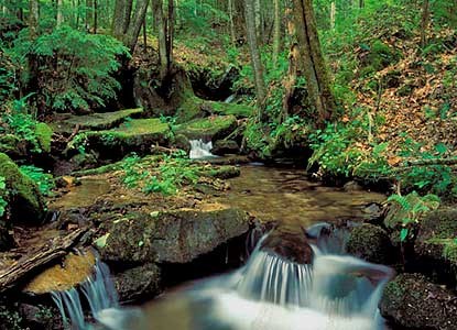 Small side stream with lush vegetation.