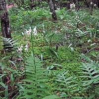 White fringeless orchids flourish in the wet seep.