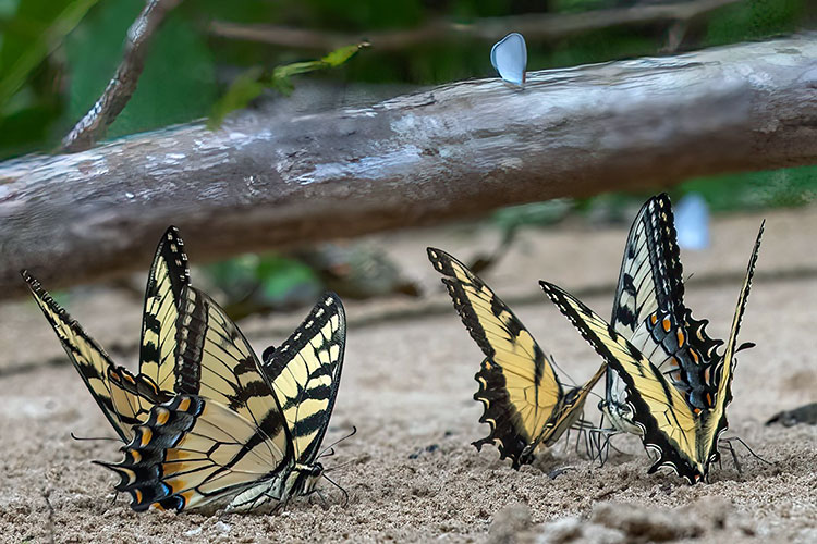 1-Spangler_Linda_Butterflies-Galore_Flora-&-Fauna 1-Spangler_Linda_Butterflies-Galore_Flora-&-Fauna