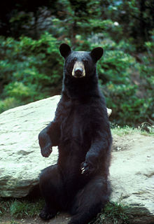 large black bear