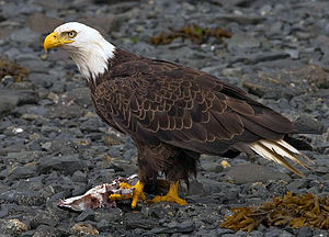 bald eagle standing over food
