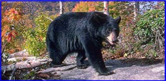 American Black Bear