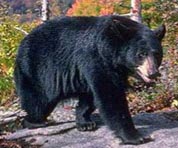 American Black Bear2