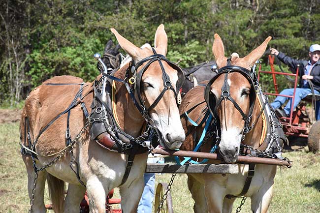 BISO-Spring-Planting-Mule-Team BISO-Spring-Planting-Mule-Team