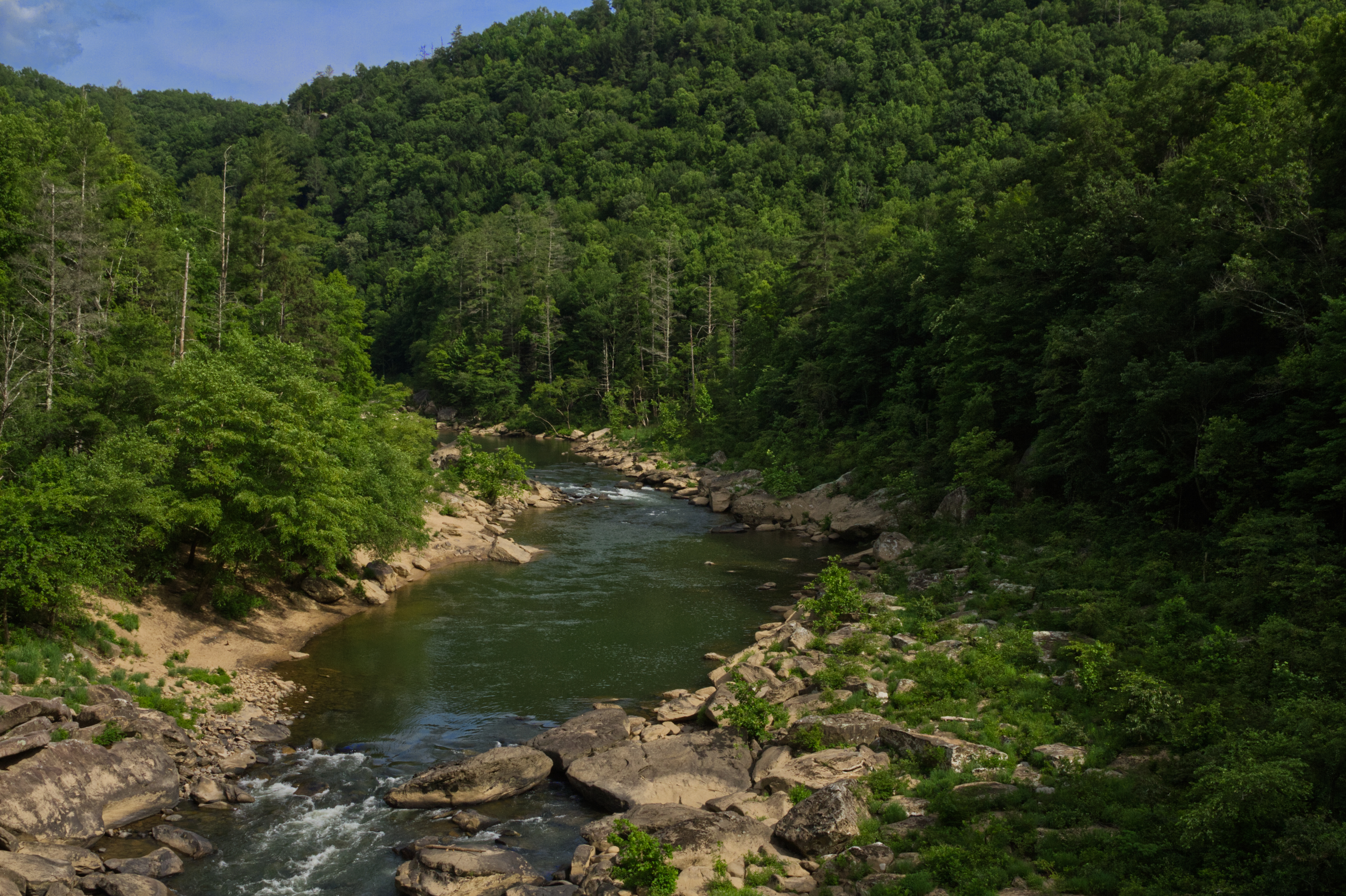 River through forest green