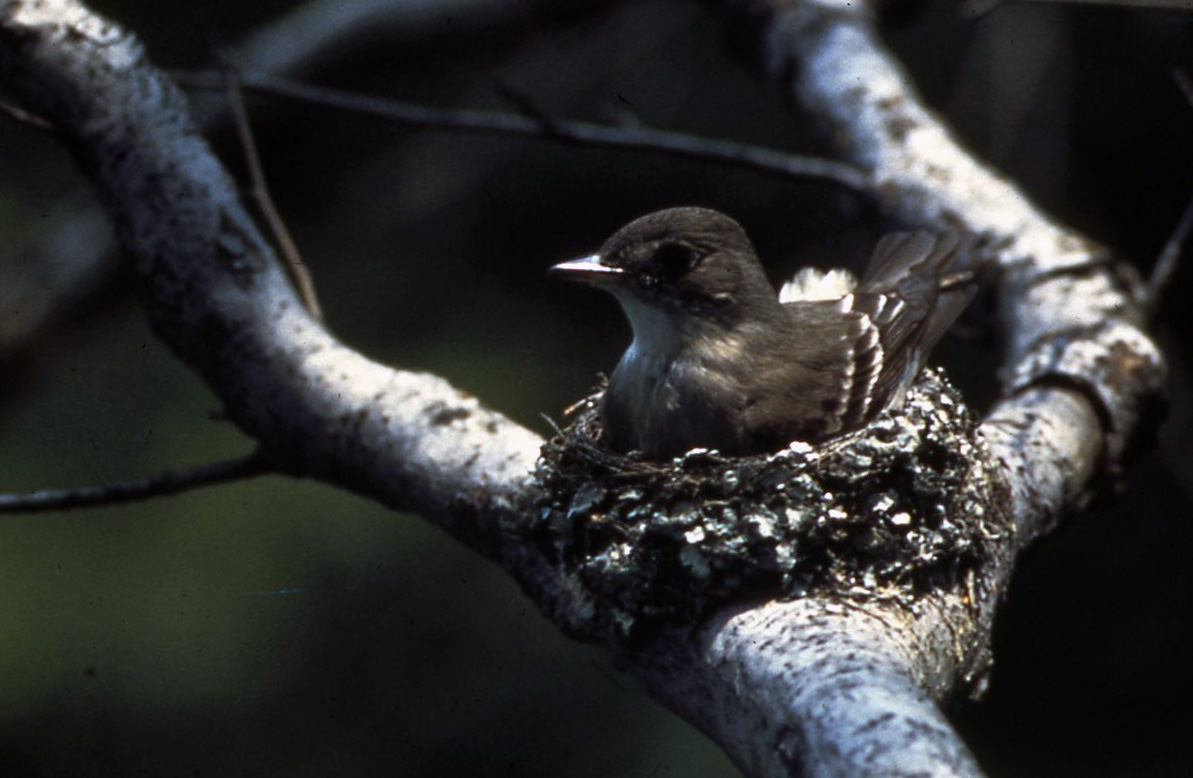 Bird On Trail A dark color bird sitting in a nest on a branch.