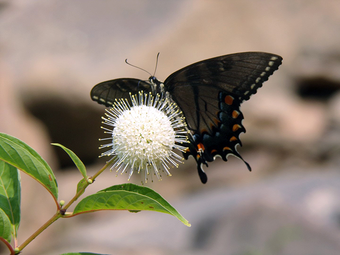 Butterfly-On-Flower