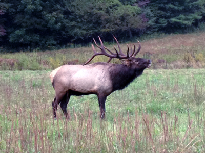 Elk