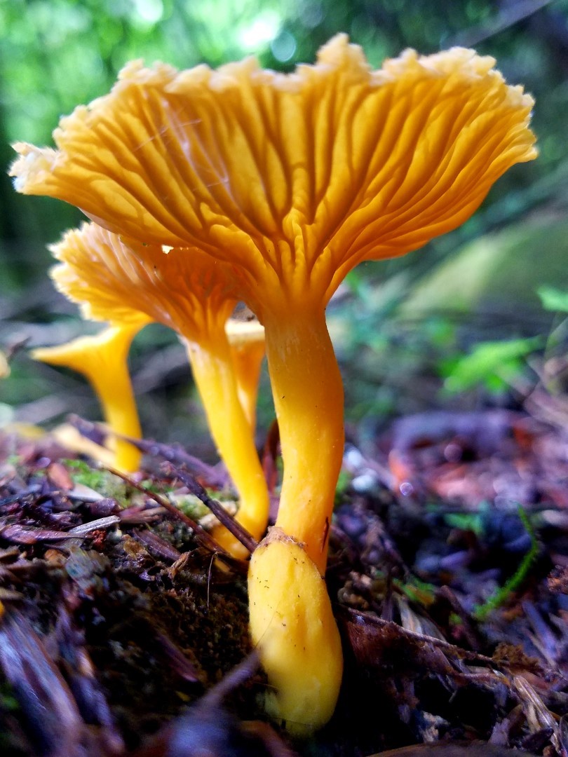 Flame-colored_Chanterelle_Flora-Fauna Exberger Debbi, Flame colored Chanterelle, Flora-Fauna