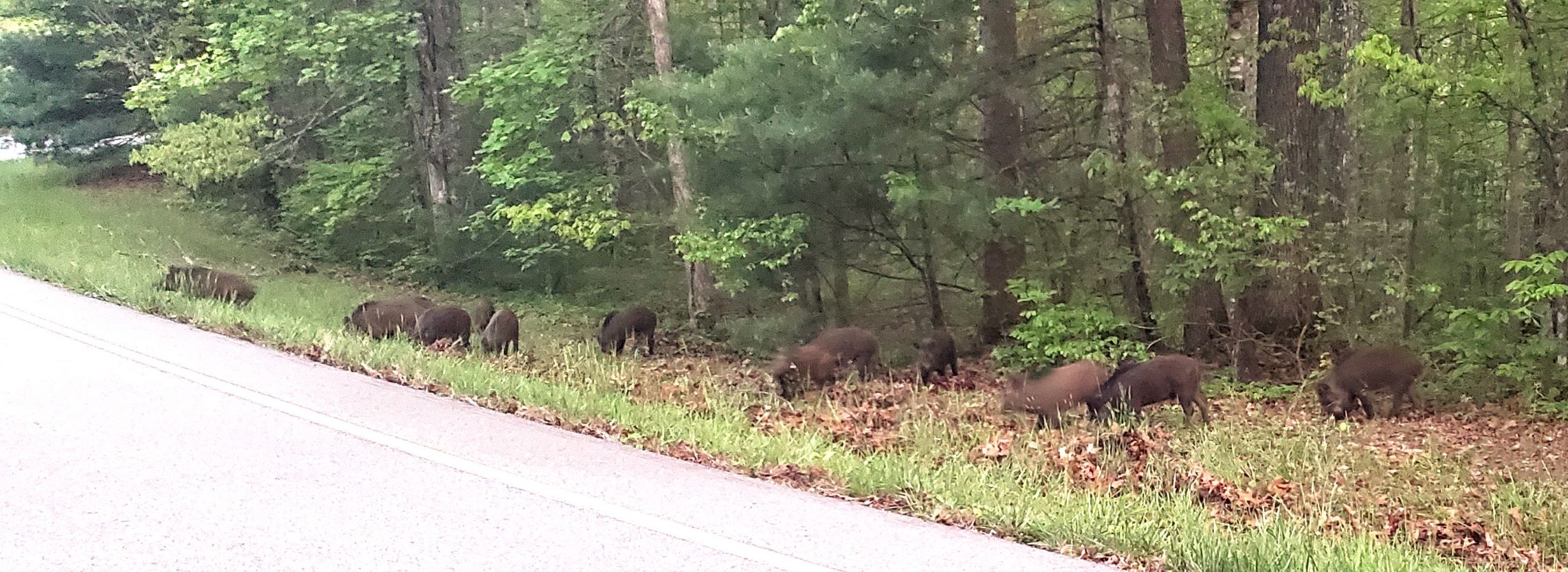Hogs A group of hogs eating grass next to the road.