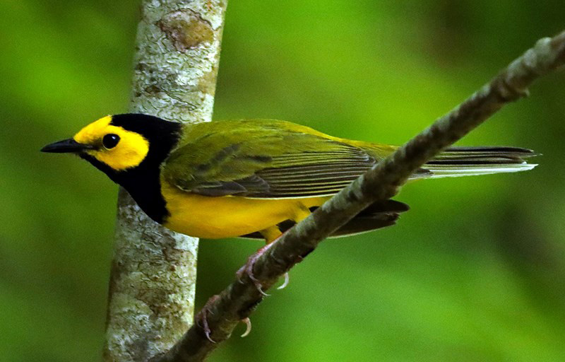 Hooded-Warbler Hooded-Warbler
