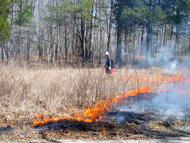 Firefighter participating in prescribed burn operation