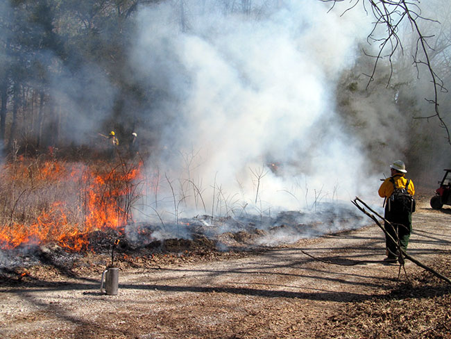 Firefighter conducting RX fire operation