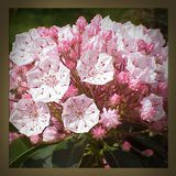 Light pink mountain laurel up close