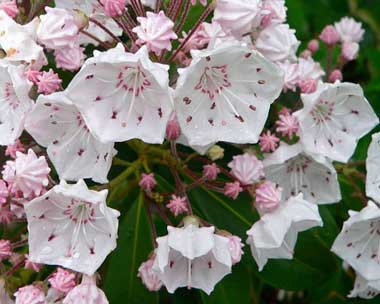 MountainLaurel