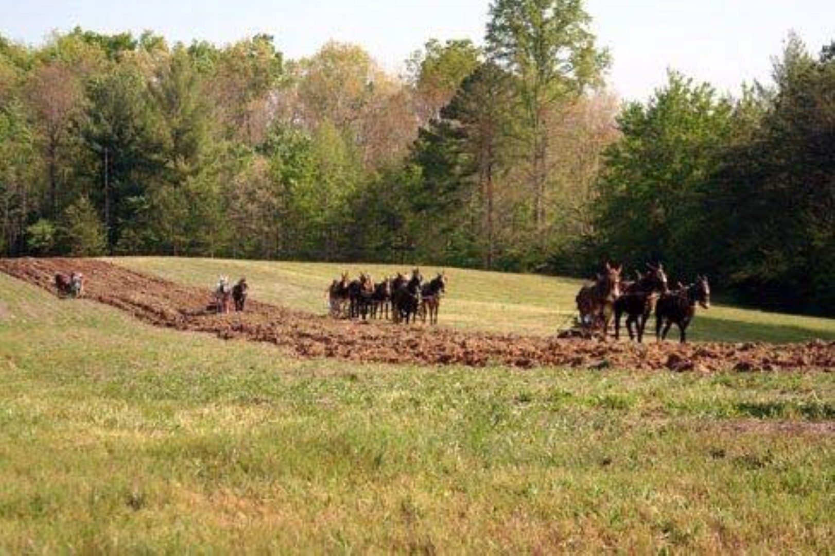 Mule Teams Plowing a Field