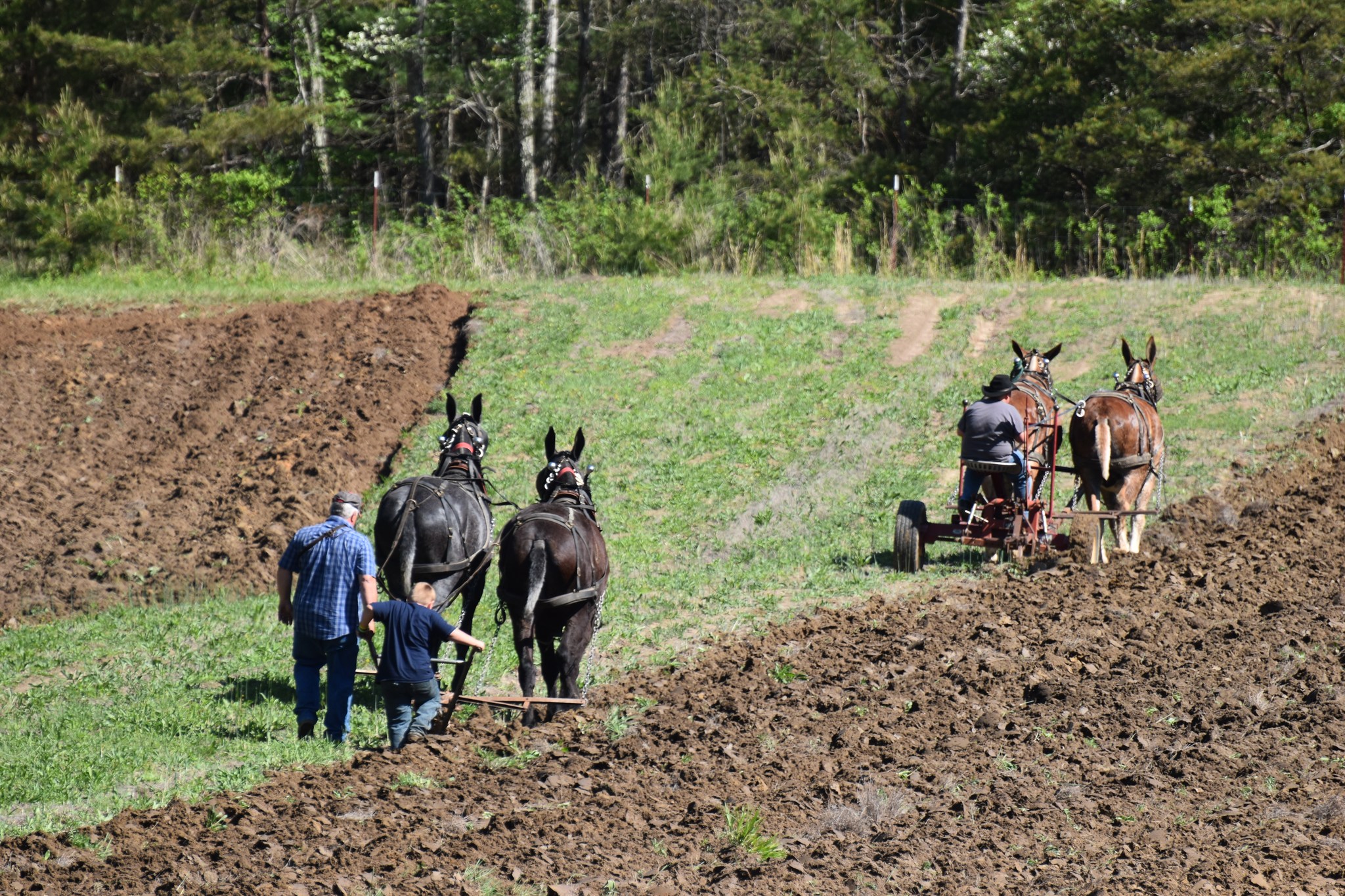 Horses and mules plowing the field.