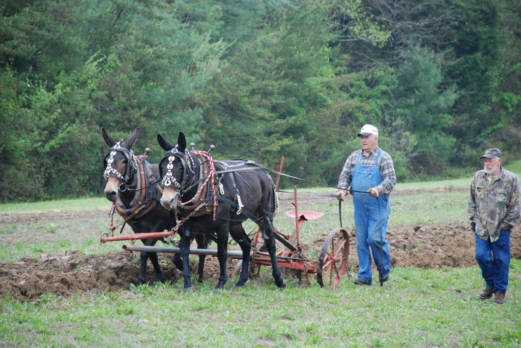 man plowing with mule team