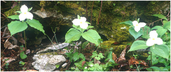 Spring Wildflowers