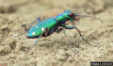 Tiger Beetle