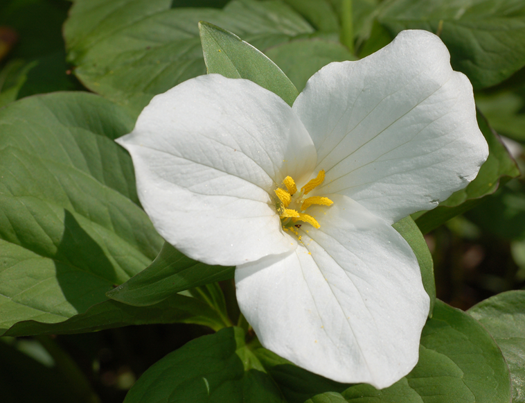 White Trillium