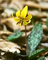 Trout lily