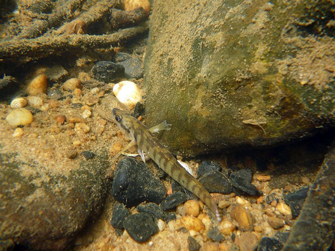 Tuxedo Darter Tuxedo Darter