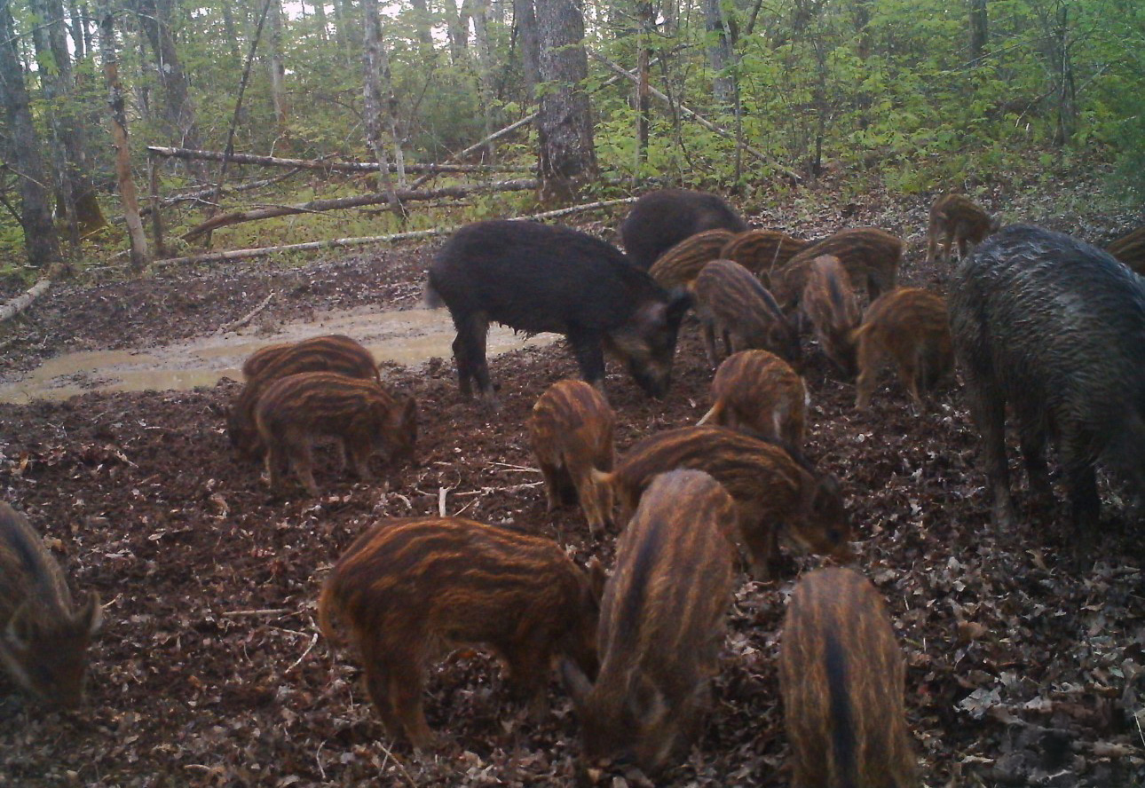A group of wild hogs feeding in the forest.